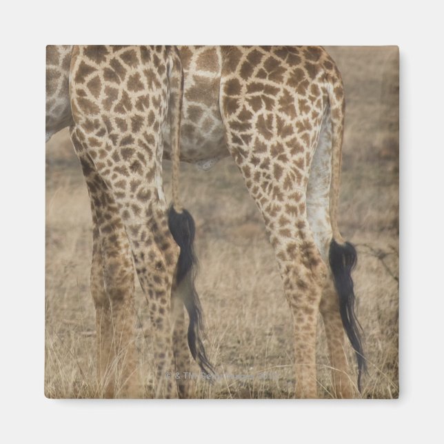 Aimant Cultures serrées de deux Giraffes (Giraffa (Devant)