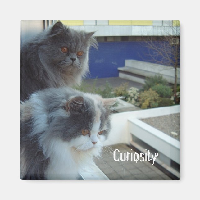 Aimant Curiosité (Devant)