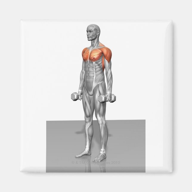 Aimant Curl Biceps debout (Devant)