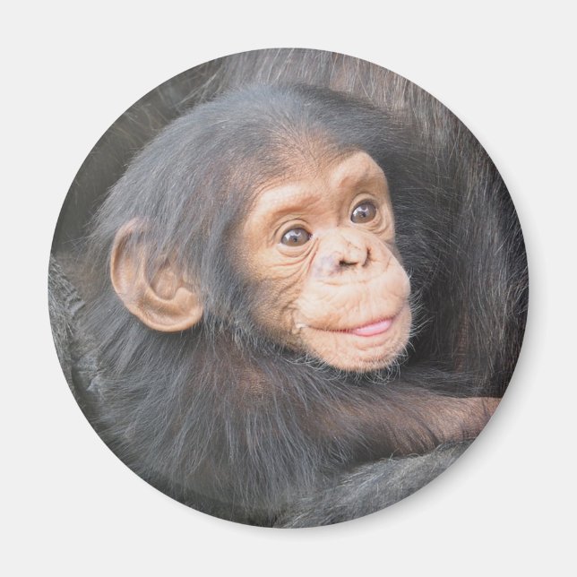 Aimant Cute Baby Chimpanzee Photo (Devant)