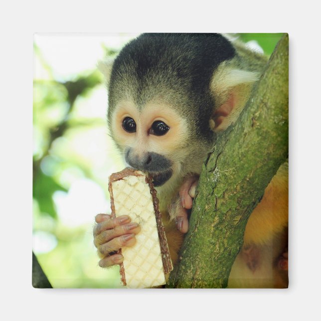Aimant Cute Baby Squerrl Monkey Eating a Wafer Biscuit (Devant)