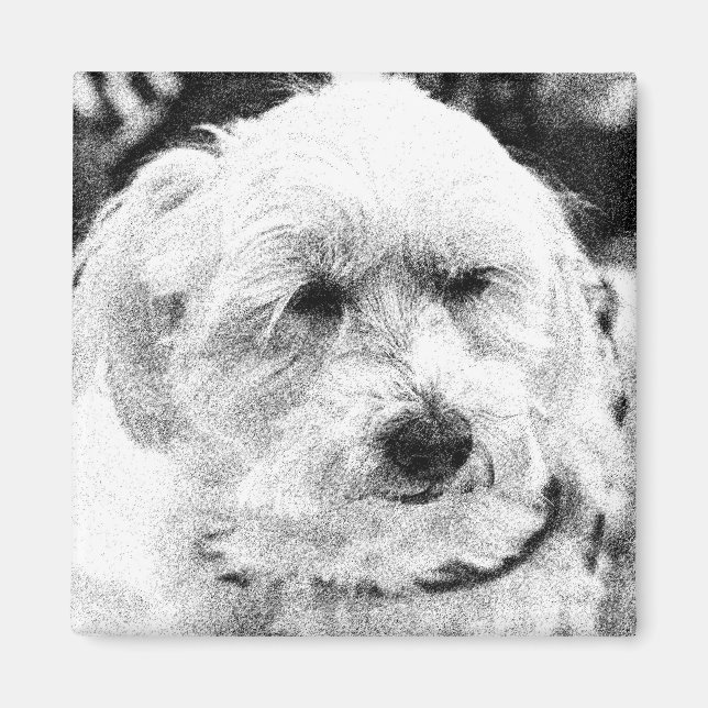 Aimant Cute Bichon Chien Visage Croquis race préférée (Devant)