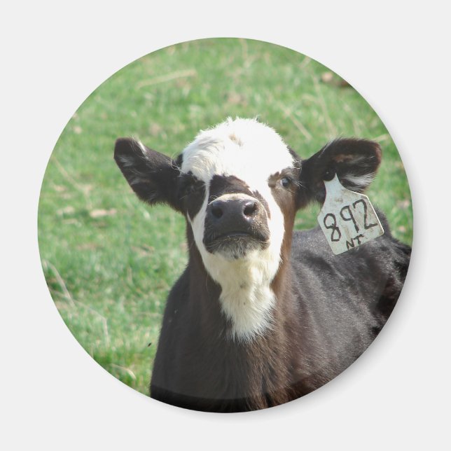 Aimant Cute Calf (Devant)