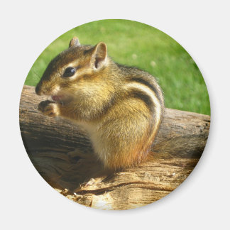 Aimant Cute Chipmunk