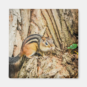 Aimant Cute Chipmunk Woodland Animaux Carrés de la nature