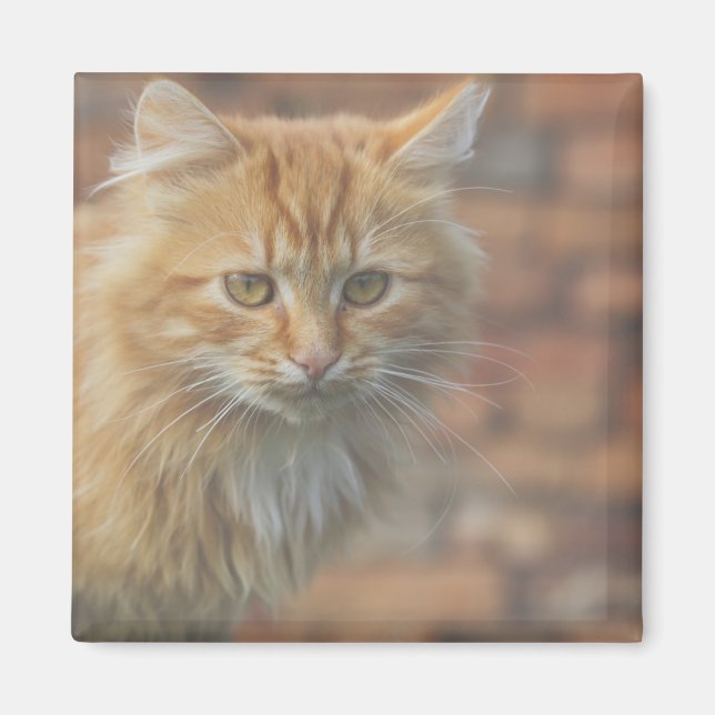 Aimant Cute Funky Ginger Chat Kitten Visage (Devant)