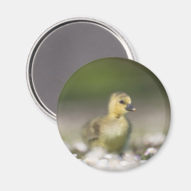 Aimant Cute Gosling Nature Photo (Recto/Verso)