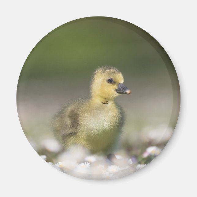 Aimant Cute Gosling Nature Photo (Devant)