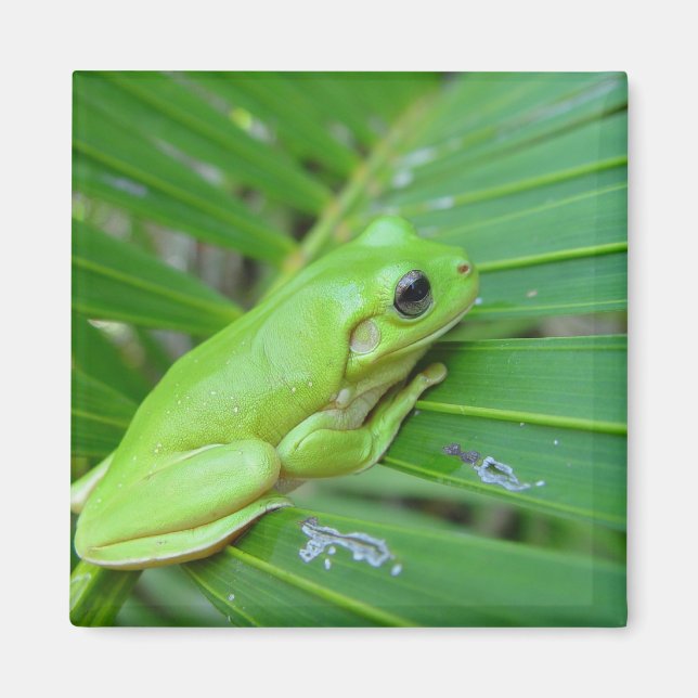 Aimant Cute Grenouille Candéenne Vert Sur La Feuille De P (Devant)