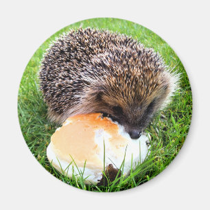 AIMANT CUTE HEDGEHOG