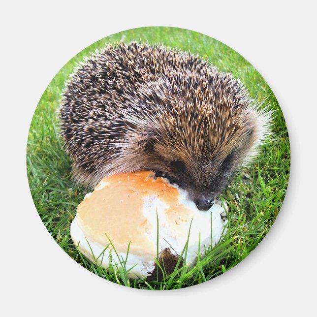 AIMANT CUTE HEDGEHOG (Devant)