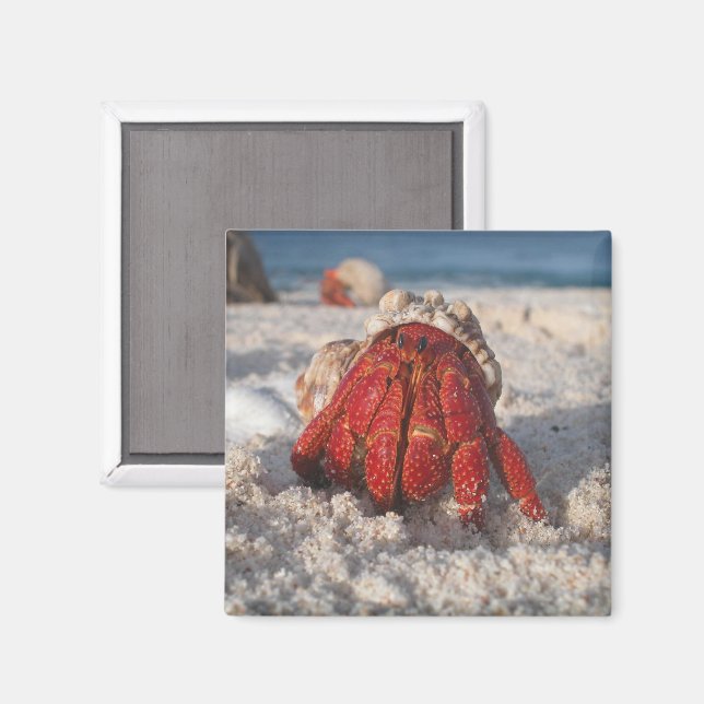 Aimant Cute Hermit Crab sur la plage de sable blanc Gros  (Recto/Verso)
