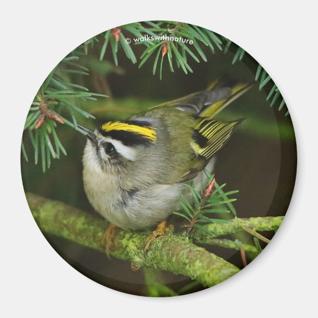 Aimant Cute Kinglet Songbird Causes Stir in the Fir (Devant)