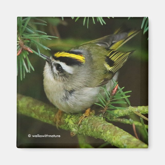 Aimant Cute Kinglet Songbird Causes Stir in the Fir (Devant)