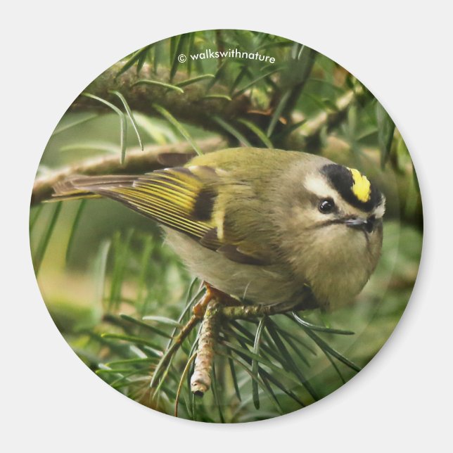 Aimant Cute Kinglet Songbird Causes Stir in the Fir (Devant)
