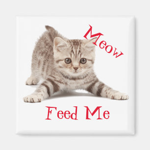 Aimant Cute Kitten