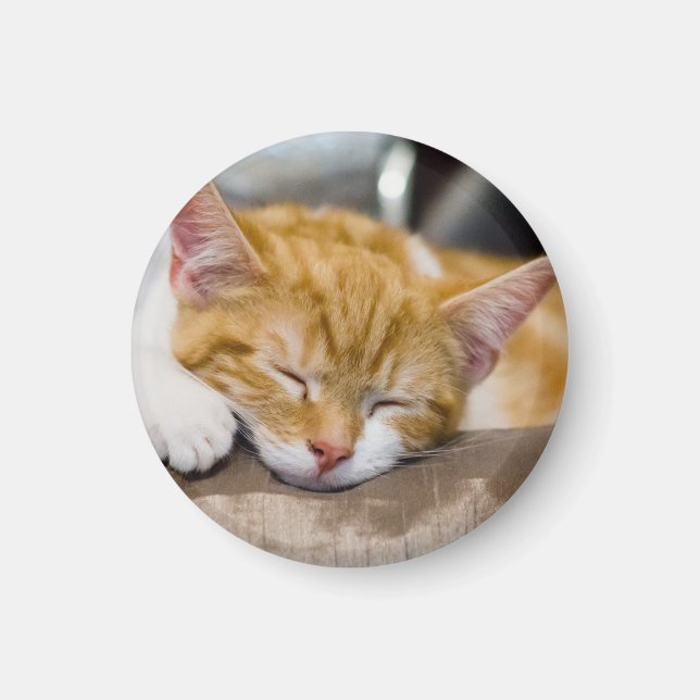 Aimant Cute Kitten (Devant)
