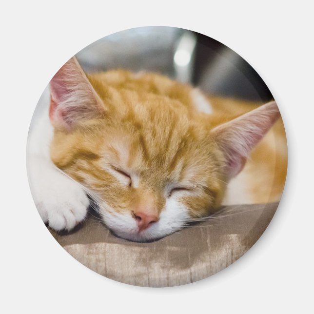 Aimant Cute Kitten (Devant)
