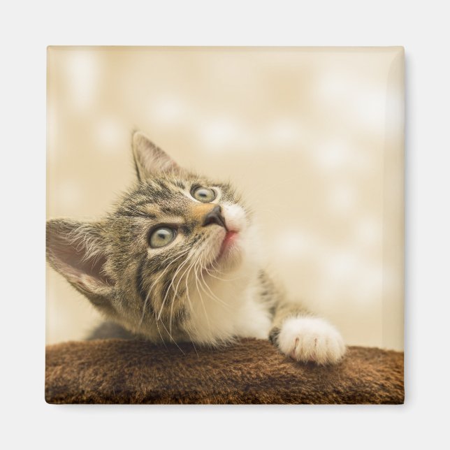 Aimant Cute Kitten avec une paille étirée (Devant)