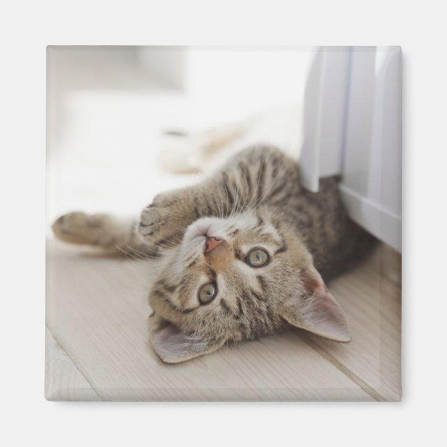 Aimant Cute Little Kitten (Devant)
