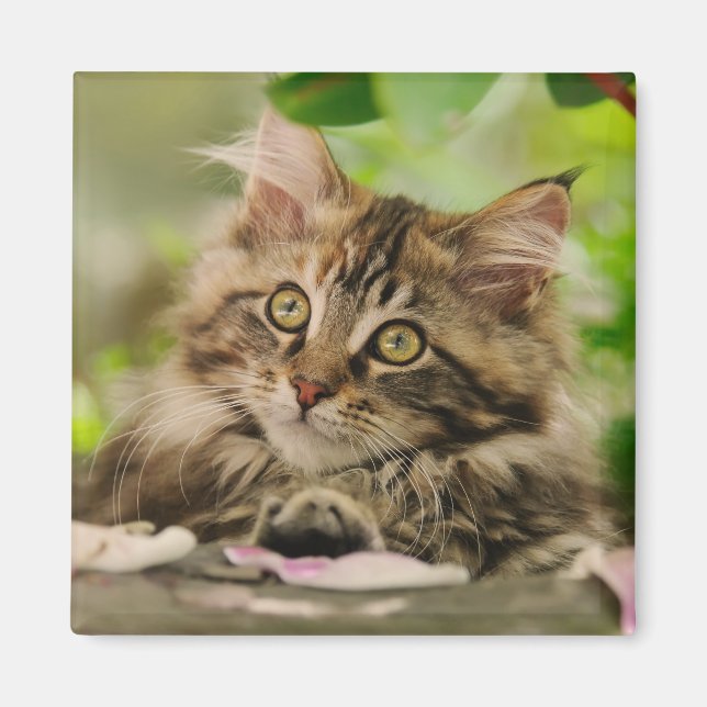 Aimant Cute Maine Coon chaton (Devant)