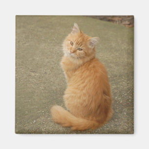Aimant Cute Orange Kitten Photo