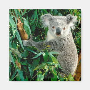 Aimant Cute Ours Koala