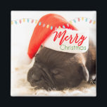 Aimant Cute Puppy Pug in a Red Santa Hat Christmas<br><div class="desc">A magnet with an adorable photo of a pug puppy sleeping while wearing a red santa hat. Merry Christmas is written on the band of his hat,  in a trendy handwritten font,  in the festive colors red and green. Christmas lights strung across the top creates additional seasonal holiday flair.</div>