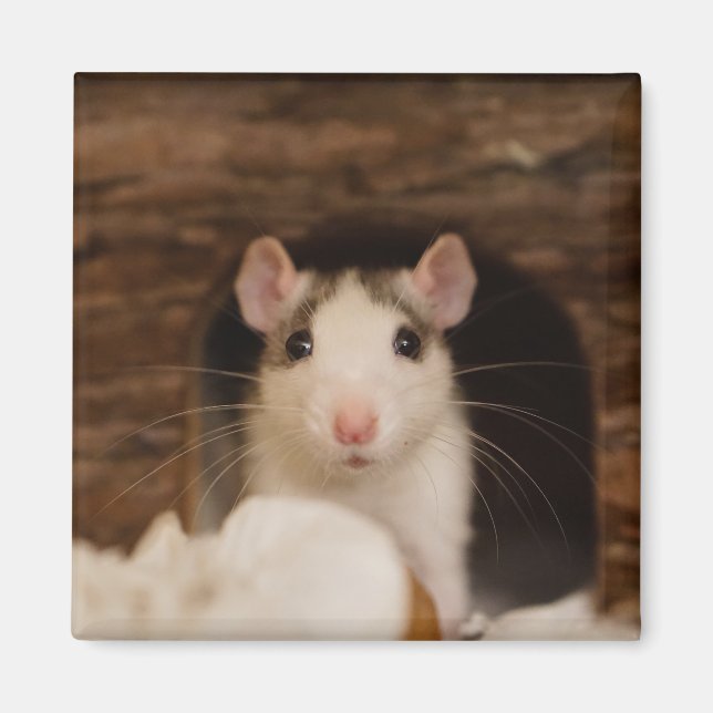 Aimant Cute rat (Devant)