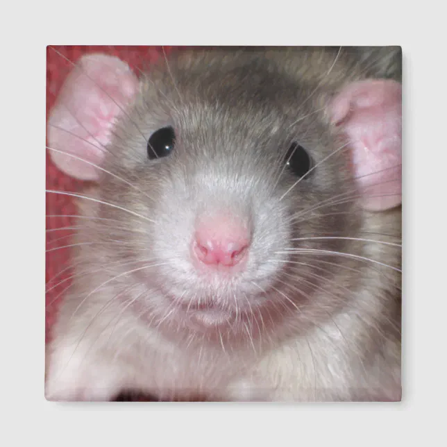 rats dumbo gris pour animaux de compagnie