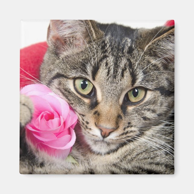 Aimant Cute Tabby Chat Avec Rose (Devant)