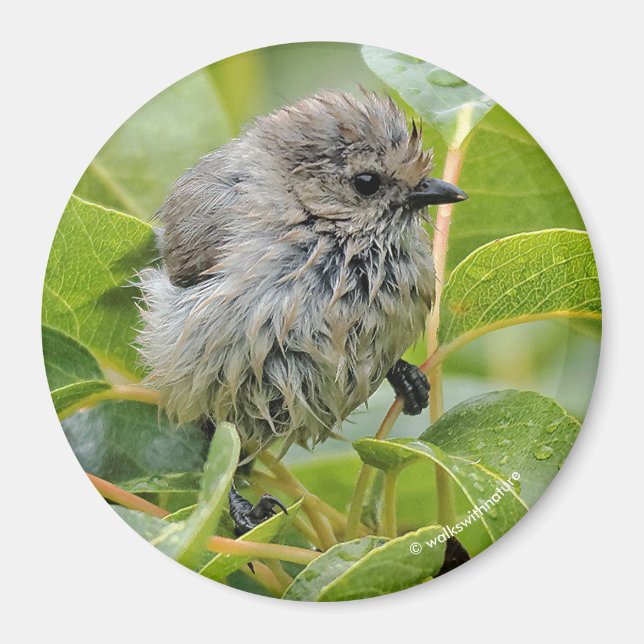Aimant Cute Wet Wee Bushtit sur le Laurel (Devant)