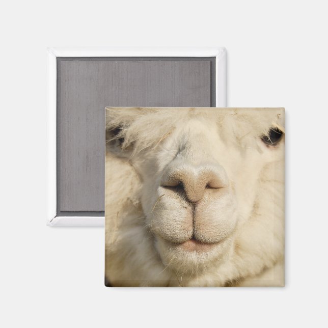 Aimant Cute White Alpaca Face Gros plan (Recto/Verso)
