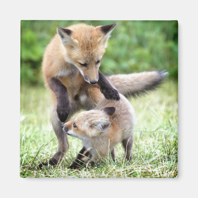 Aimant Cutest Baby Animals | Adorable Fox Kit & Mama (Devant)