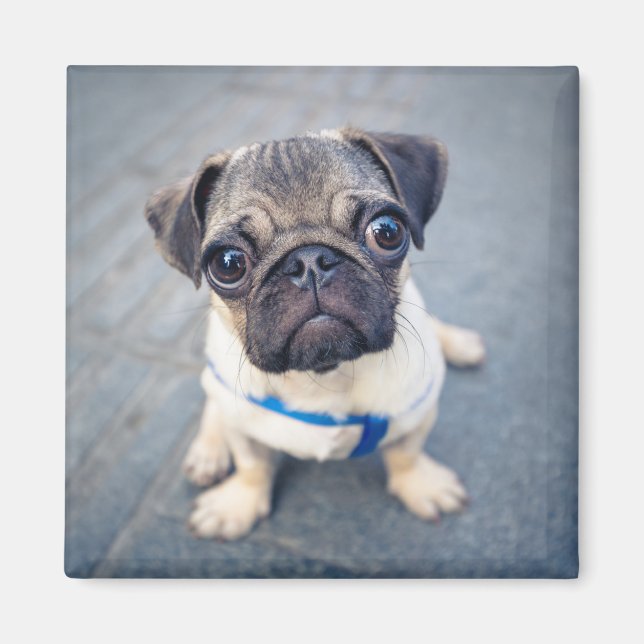 Aimant Cutest Baby Animals | Baby Pug (Devant)