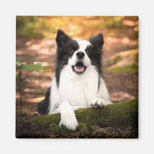 Aimant Cutest Baby Animals Black and White Border Colli