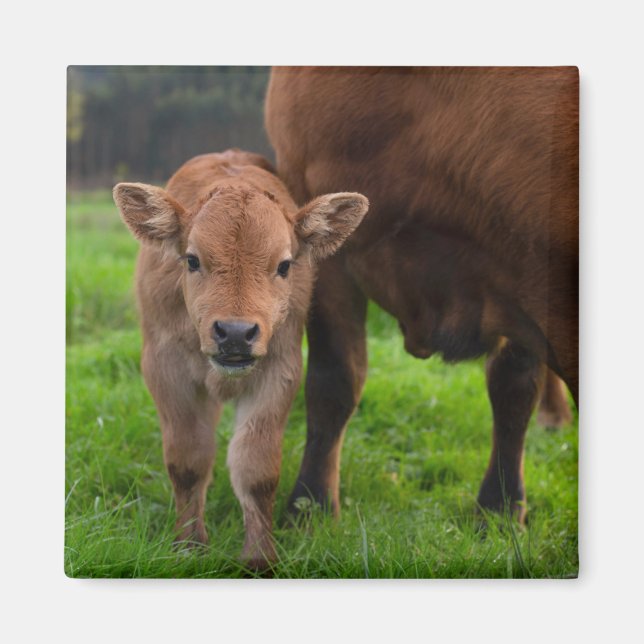 Aimant Cutest Baby Animals | Cow & Calf (Devant)