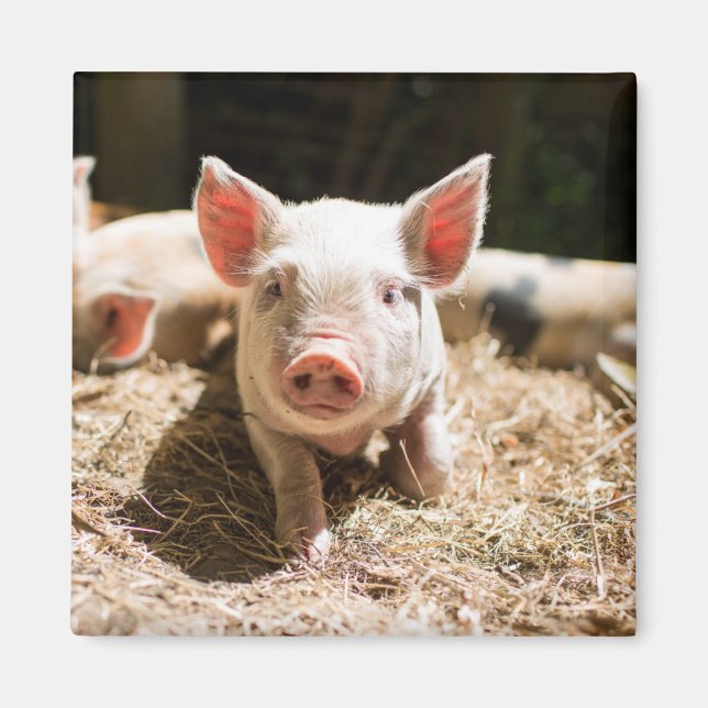 Aimant Cutest Baby Animals | Cute Baby Piglet (Devant)