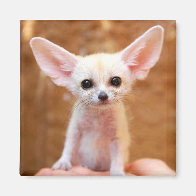 Aimant Cutest Baby Animals | Fennec Fox (Devant)
