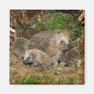 Aimant Cutest Baby Animals   Hedgehog Family