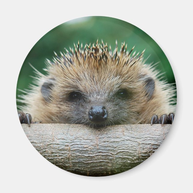 Aimant Cutest Baby Animals | Hedgehog Smile (Devant)