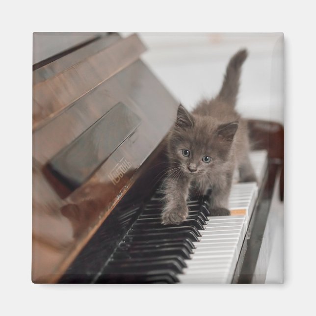Aimant Cutest Baby Animals | Kitten on Piano (Devant)