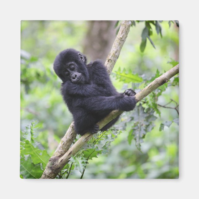 Aimant Cutest Baby Animals | Mountain Gorilla Baby (Devant)
