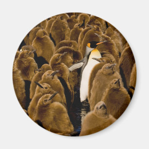 Aimant Cutest Baby Animals   Penguin Among Youngsters