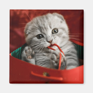 Aimant Cutest Baby Animals   Scottish Fold Kitten