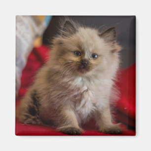 Aimant Cutest Baby Animals   Siamese Kitten