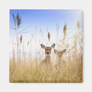 Aimant Cutest Baby Animals Two Young White Tailed Deer