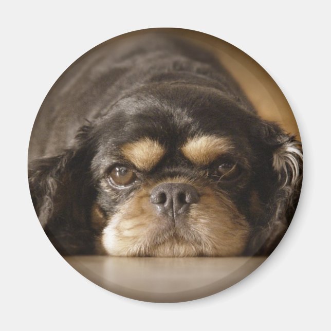 Aimant Cutie Cav ! (Devant)