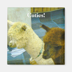 Aimant Cuties !