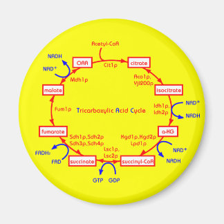 Aimant cycle acide tricarboxylique
